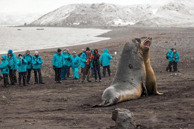يتأمل الركاب فيلة البحر وهي تتقاتل على سبيل المرح في نقطة هانا في جزيرة ليفينغستون. يتأمل الركاب فيلة البحر وهي تتقاتل على سبيل المرح في نقطة هانا في جزيرة ليفينغستون.