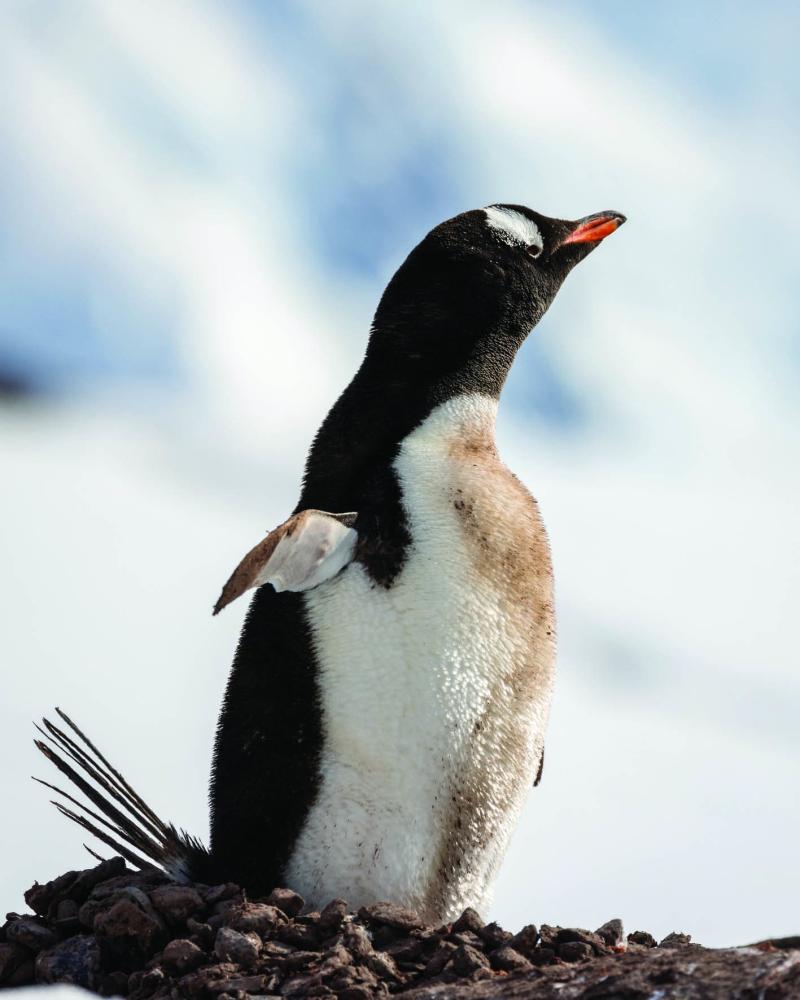بطريق جنتو.  بطريق جنتو.