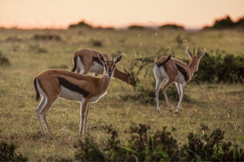 JW Marriott Masai Mara Lodge/ أفضل وجهة لرحلات السفاري الفاخرة داخل إفريقيا