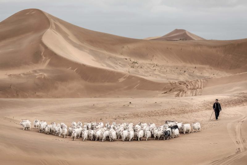 يُستخرج كشمير لورو بيانا من ألياف طبقة صوفية إضافية تنمو قريبًا من الجلد تحت الصوف الخارجي للماعز.