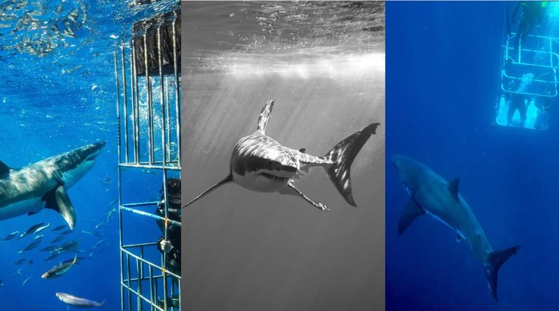 مقابلة القرش الأخطر في جنوب إفريقيا/ أفضل وجهات الغوص حول العالم