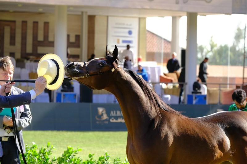 بطولة عروض جمال الخيل العربية الأصيلة.. جياد تزهو بفخامة