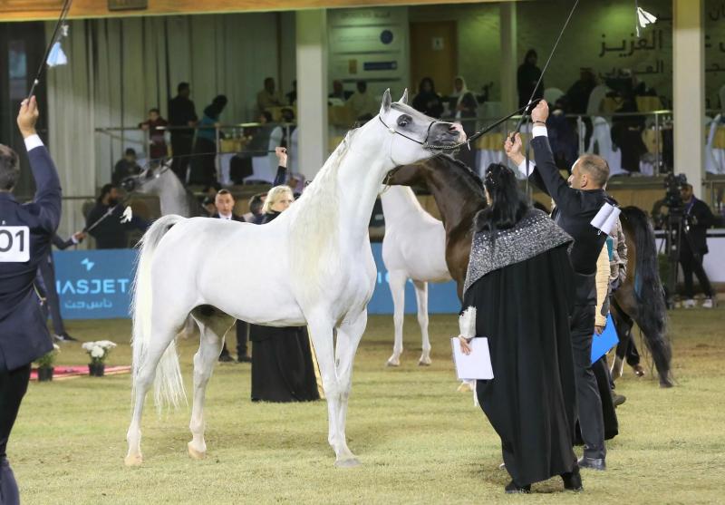 بطولة عروض جمال الخيل العربية الأصيلة.. جياد تزهو بفخامة