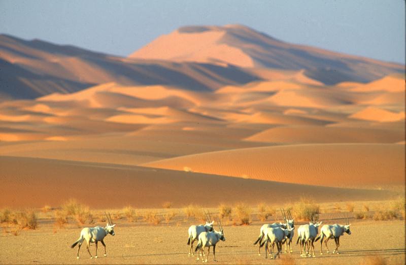 محمية عروق بني معارض - السعودية/ أعظم مواقع التراث العالمي في الشرق الأوسط