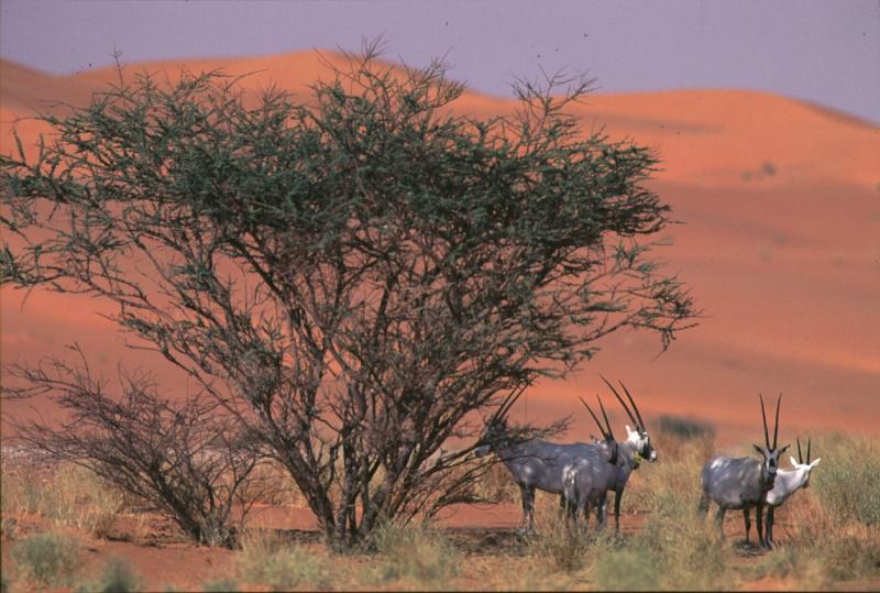 محمية عروق بني معارض - السعودية/ أعظم مواقع التراث العالمي في الشرق الأوسط